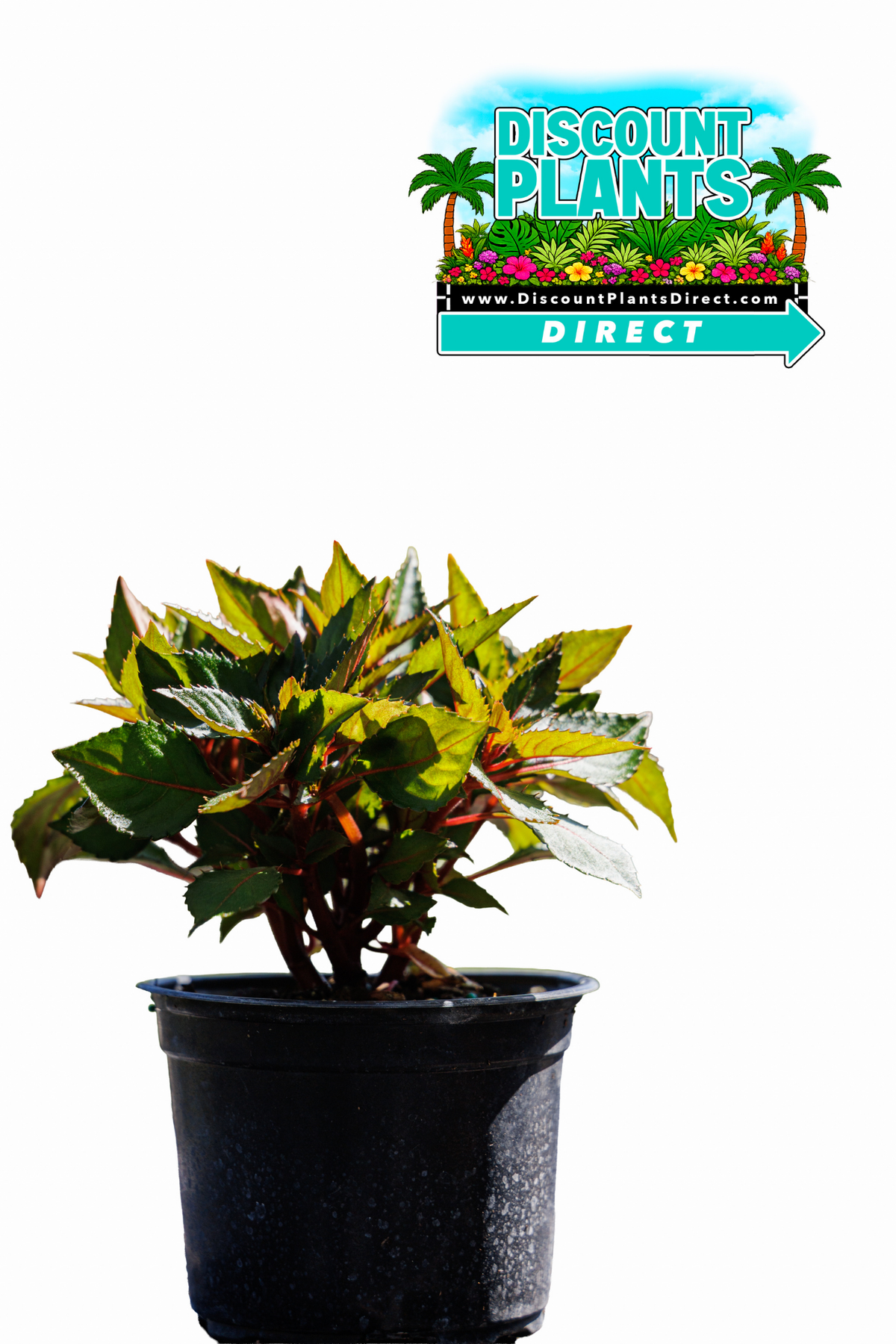 Sunpatients Compact Coral Pink