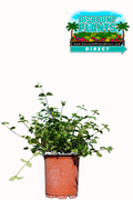 Sweet Potato Vine Marguerite