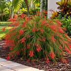 Firecracker Red