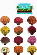 Mum Garden Jaqueline - 3 Gallon