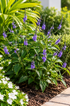 Porterweed Blue