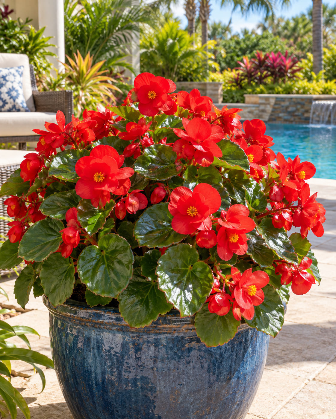 Begonia Top Hat Scarlet