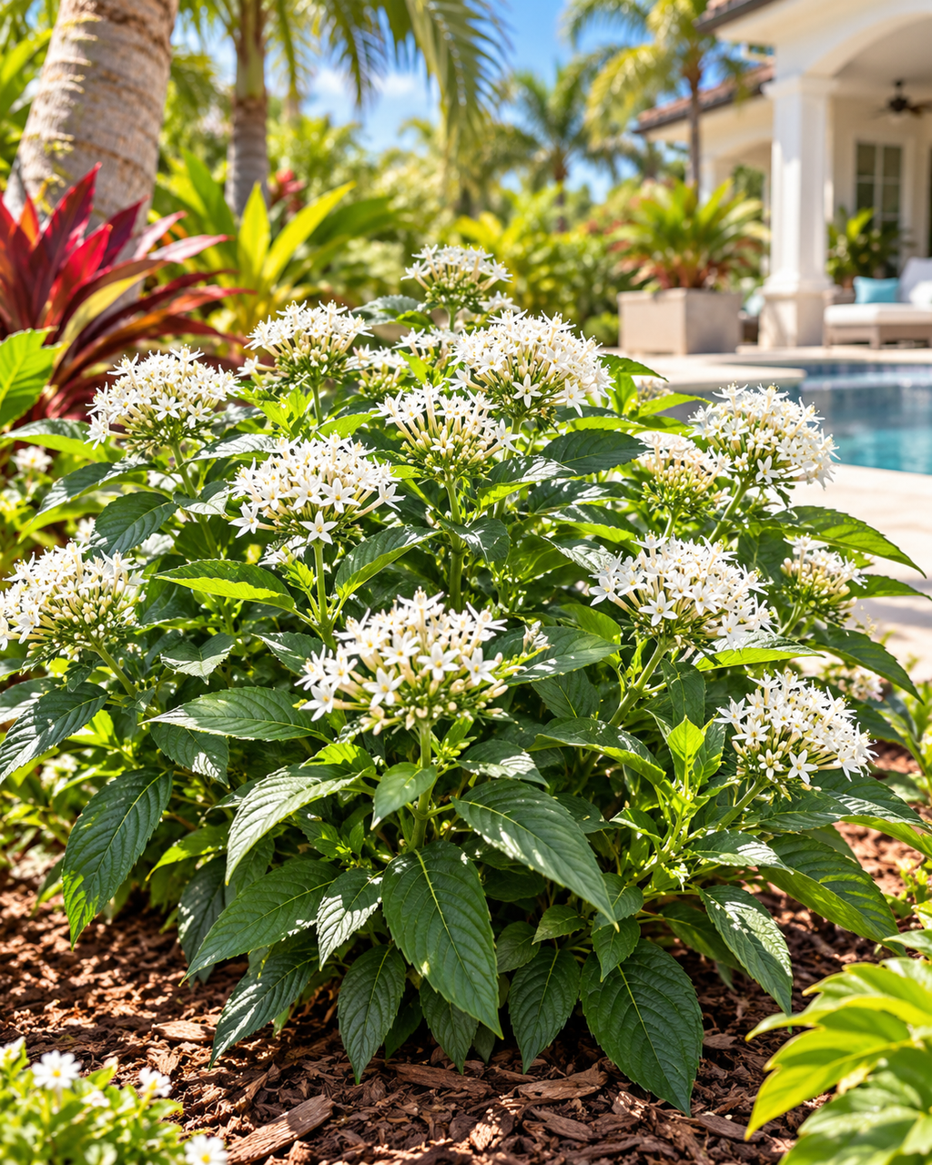 Pentas Sarcluster White
