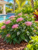Pentas Sarcluster Pink