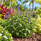Salvia Mystic Spires