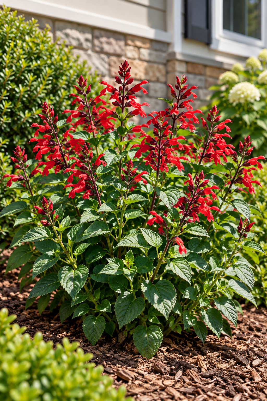 Salvia Roman Red