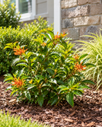 Firebush Dwarf