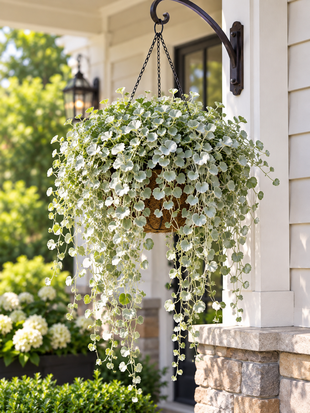 Hanging Dichondra Silver Falls