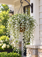 Hanging Dichondra Silver Falls
