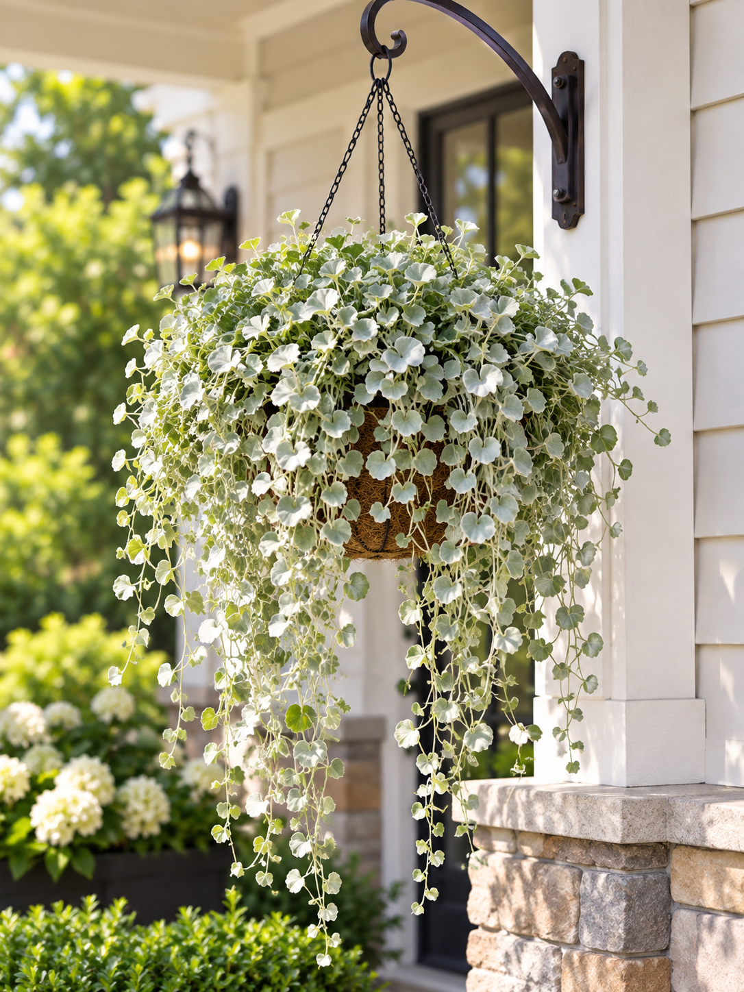Hanging Dichondra Silver Falls