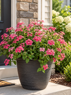 Verbena