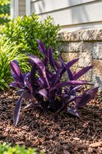 Purple Queen