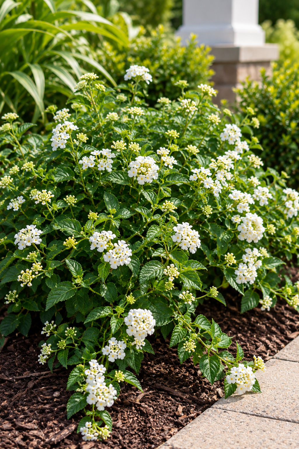 Lantana Trailing White
