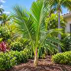 Queen Palm
