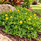 Perennial Peanut