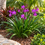 Spathoglottis Purple Passion