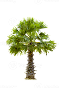 Foxtail Palm