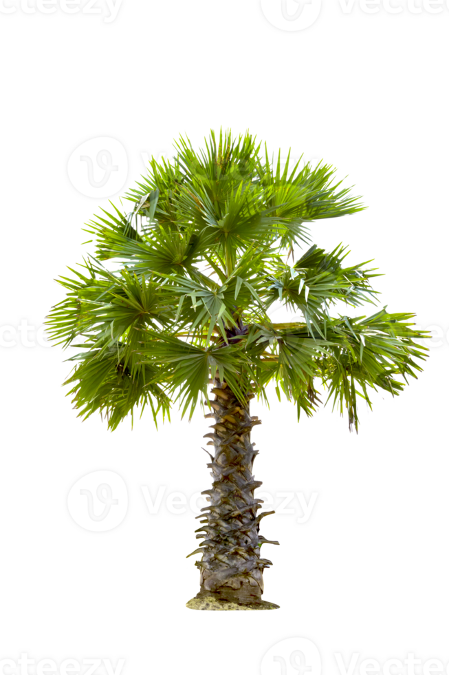 Foxtail Palm