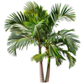 Christmas Palm