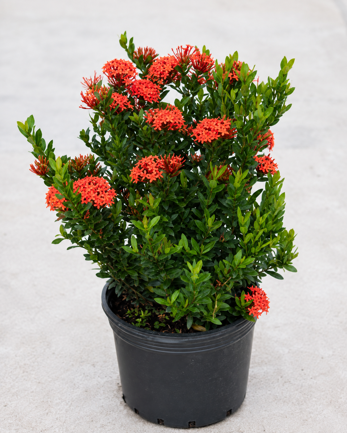 Red Ixora