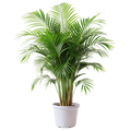 Areca Palm