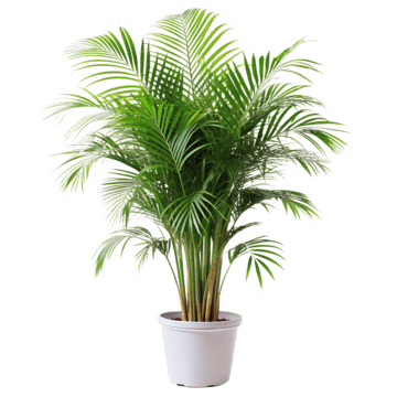 Areca Palm