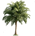 Queen Palm