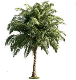 Queen Palm